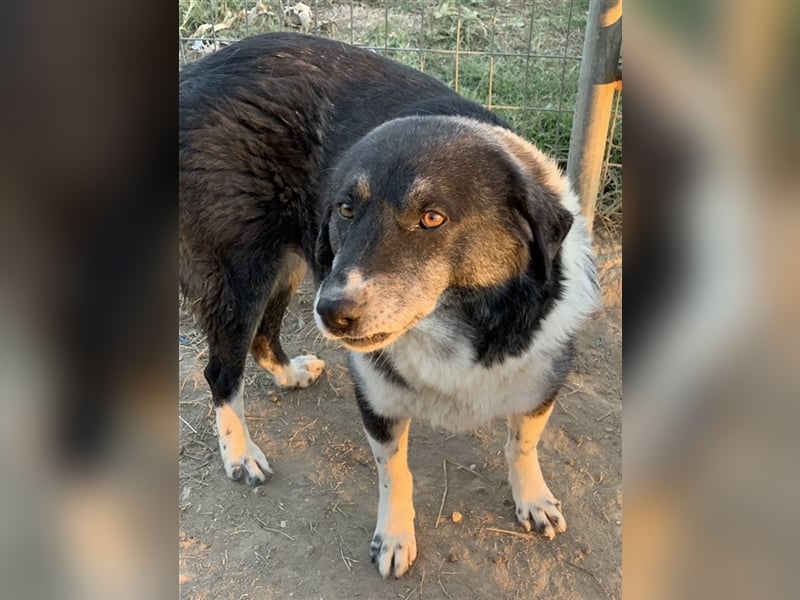 Harwin, geb. ca. 11/2018, lebt in GRIECHENLAND, im städt. Tierheim Serres