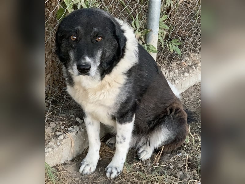 Harwin, geb. ca. 11/2018, lebt in GRIECHENLAND, im städt. Tierheim Serres