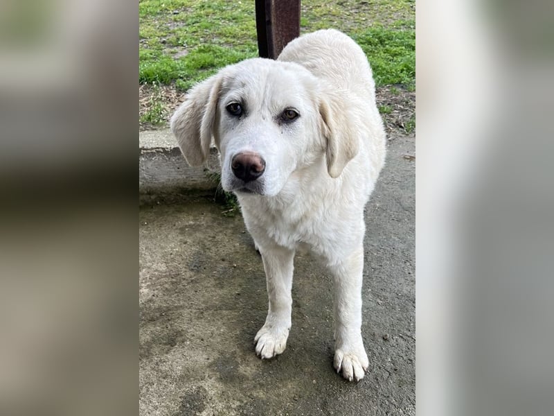 Nox, geb. ca. 10/2024, lebt in GRIECHENLAND, auf einer privaten Pflegestelle