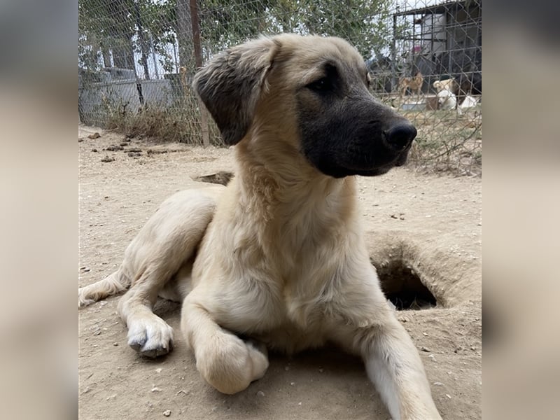 Klößchen, geb. ca. 03/2023, lebt in GRIECHENLAND, im städt. Tierheim Serres