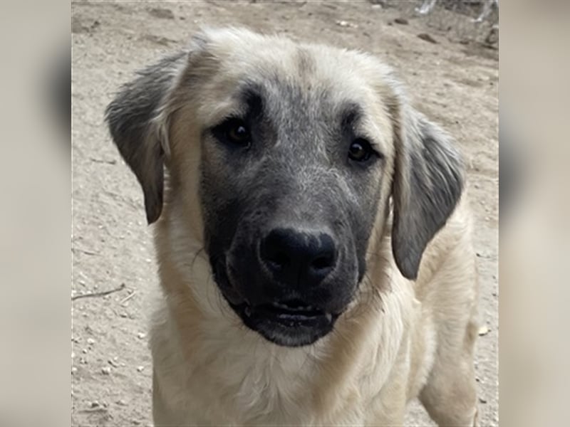 Klößchen, geb. ca. 03/2023, lebt in GRIECHENLAND, im städt. Tierheim Serres