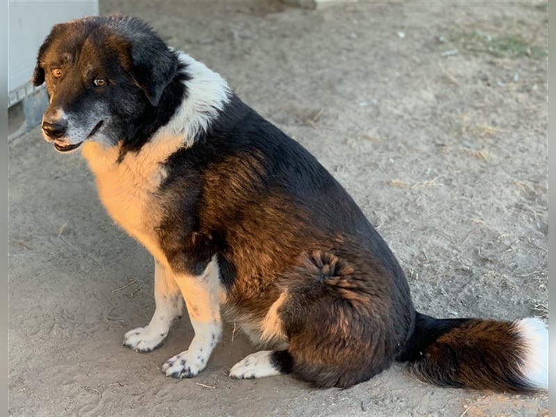 Harwin, geb. ca. 11/2018, lebt in GRIECHENLAND, im städt. Tierheim Serres