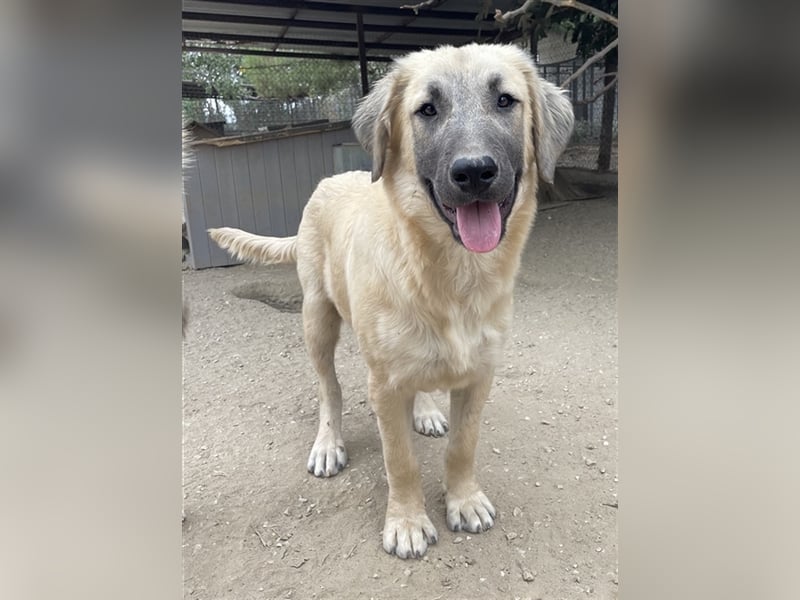 Klößchen, geb. ca. 03/2023, lebt in GRIECHENLAND, im städt. Tierheim Serres