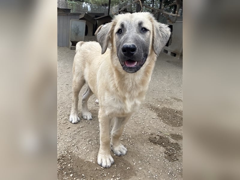 Klößchen, geb. ca. 03/2023, lebt in GRIECHENLAND, im städt. Tierheim Serres