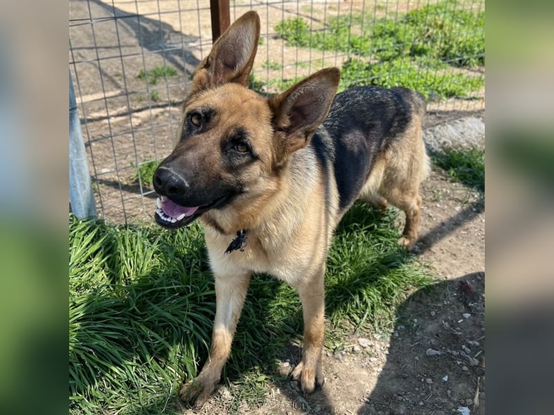 Wilma, geb. ca. 04/2021, lebt in GRIECHENLAND, im städt. Tierheim Serres