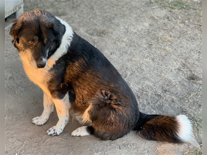 Harwin, geb. ca. 11/2018, lebt in GRIECHENLAND, im städt. Tierheim Serres