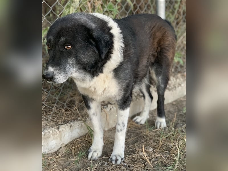 Harwin, geb. ca. 11/2018, lebt in GRIECHENLAND, im städt. Tierheim Serres