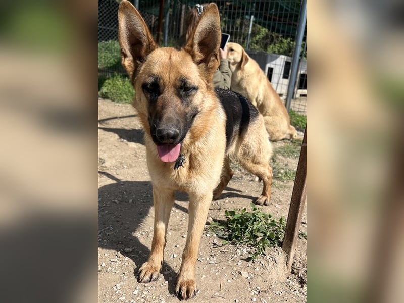 Wilma, geb. ca. 04/2021, lebt in GRIECHENLAND, im städt. Tierheim Serres