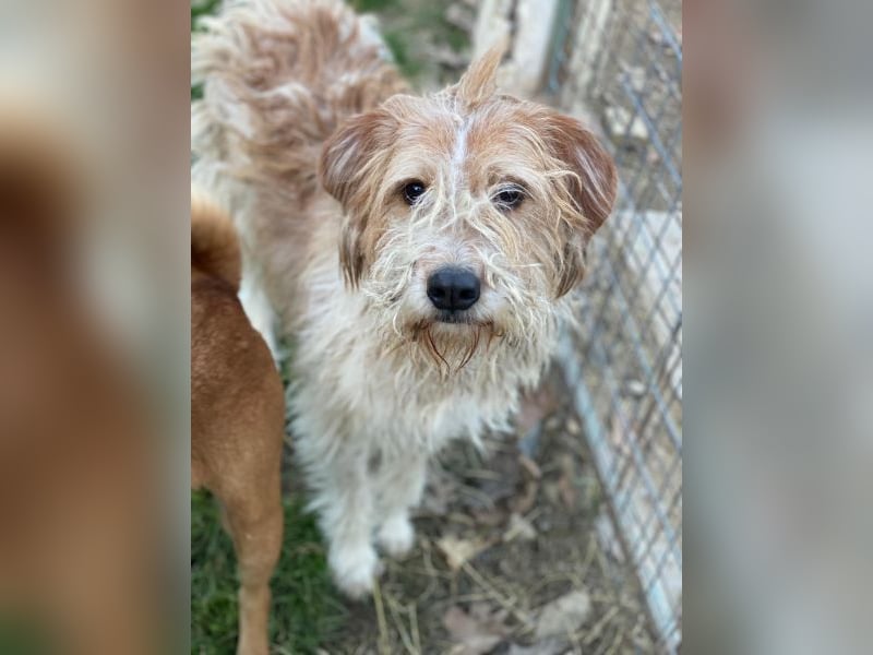 Damian, geb. ca. 01/2023, lebt in GRIECHENLAND, auf einer privaten Pflegestelle