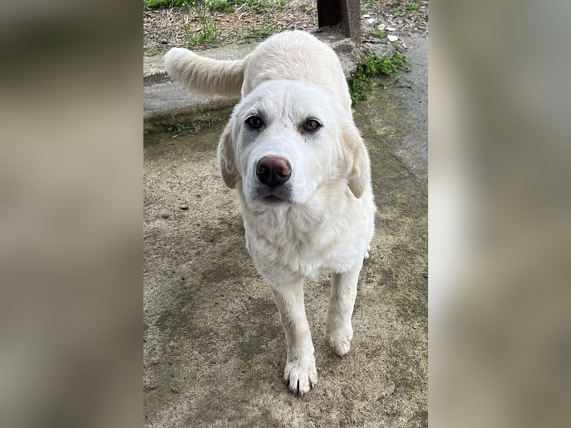 Nox, geb. ca. 10/2024, lebt in GRIECHENLAND, auf einer privaten Pflegestelle