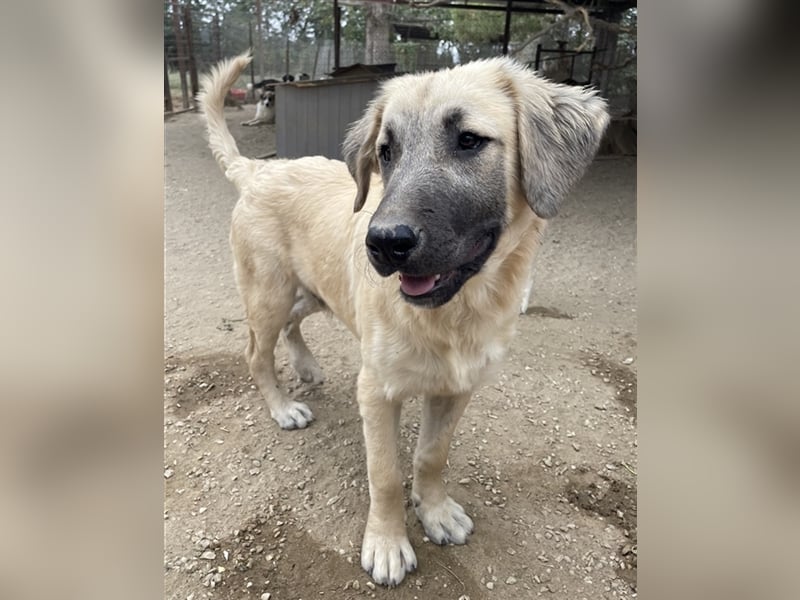 Klößchen, geb. ca. 03/2023, lebt in GRIECHENLAND, im städt. Tierheim Serres