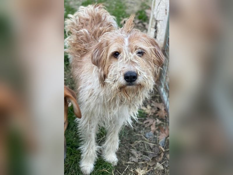 Damian, geb. ca. 01/2023, lebt in GRIECHENLAND, auf einer privaten Pflegestelle