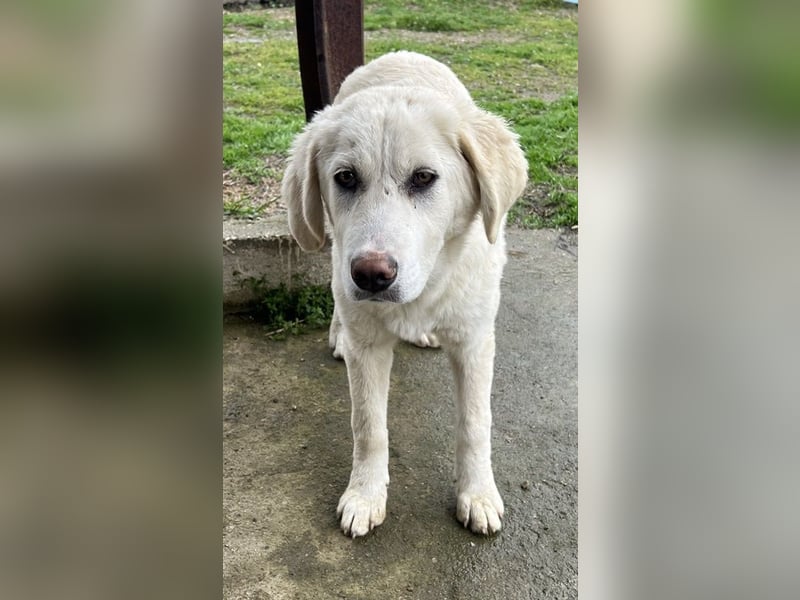 Nox, geb. ca. 10/2024, lebt in GRIECHENLAND, auf einer privaten Pflegestelle