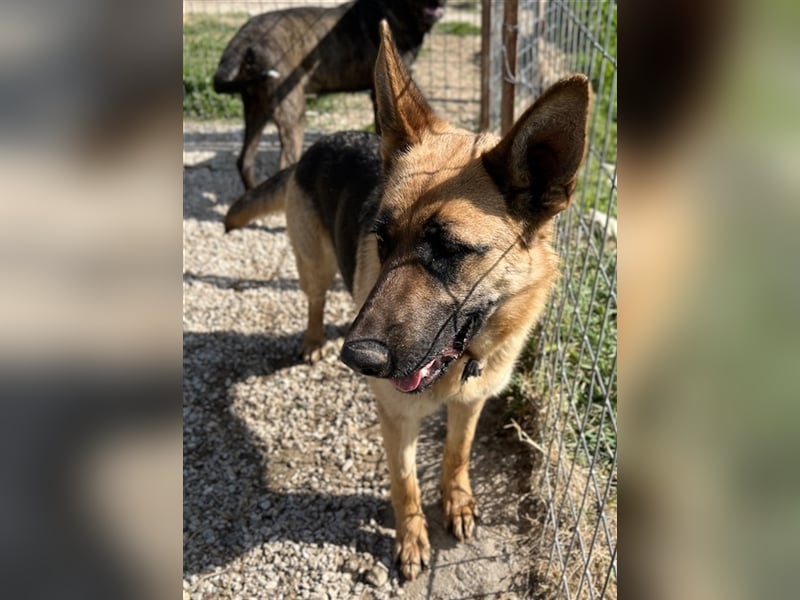 Wilma, geb. ca. 04/2021, lebt in GRIECHENLAND, im städt. Tierheim Serres