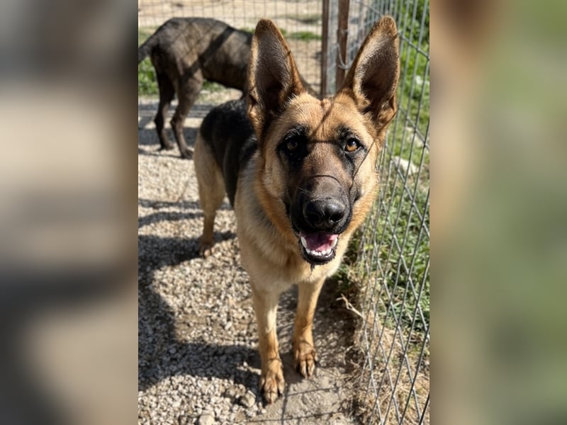 Wilma, geb. ca. 04/2021, lebt in GRIECHENLAND, im städt. Tierheim Serres