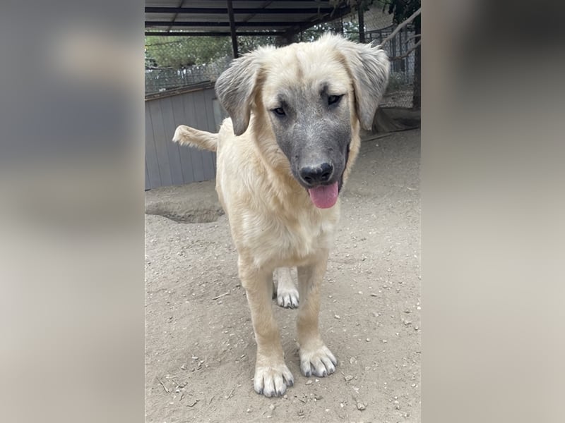 Klößchen, geb. ca. 03/2023, lebt in GRIECHENLAND, im städt. Tierheim Serres