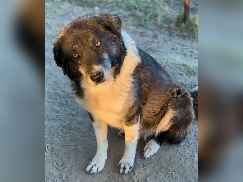 Harwin, geb. ca. 11/2018, lebt in GRIECHENLAND, im städt. Tierheim Serres