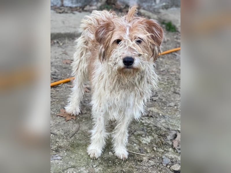 Damian, geb. ca. 01/2023, lebt in GRIECHENLAND, auf einer privaten Pflegestelle