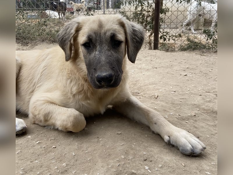 Klößchen, geb. ca. 03/2023, lebt in GRIECHENLAND, im städt. Tierheim Serres