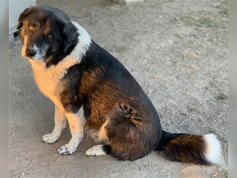 Harwin, geb. ca. 11/2018, lebt in GRIECHENLAND, im städt. Tierheim Serres
