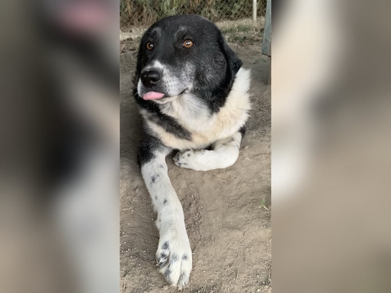 Harwin, geb. ca. 11/2018, lebt in GRIECHENLAND, im städt. Tierheim Serres