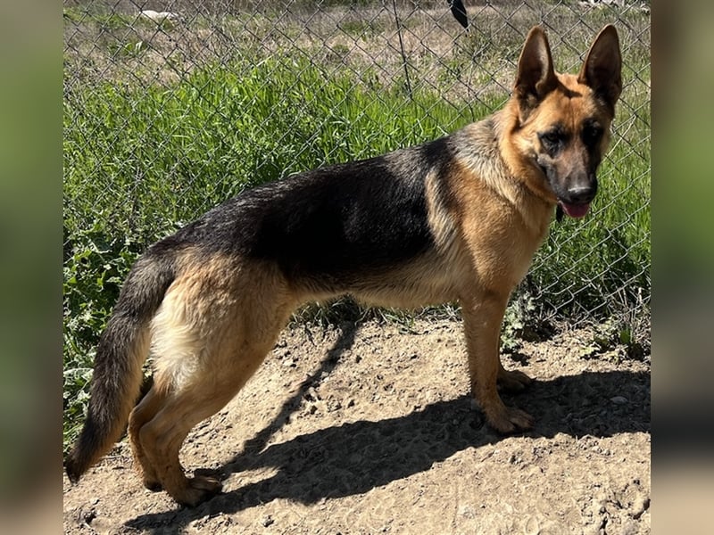 Wilma, geb. ca. 04/2021, lebt in GRIECHENLAND, im städt. Tierheim Serres