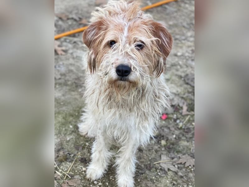 Damian, geb. ca. 01/2023, lebt in GRIECHENLAND, auf einer privaten Pflegestelle