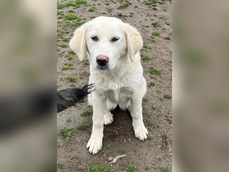 Nox, geb. ca. 10/2024, lebt in GRIECHENLAND, auf einer privaten Pflegestelle