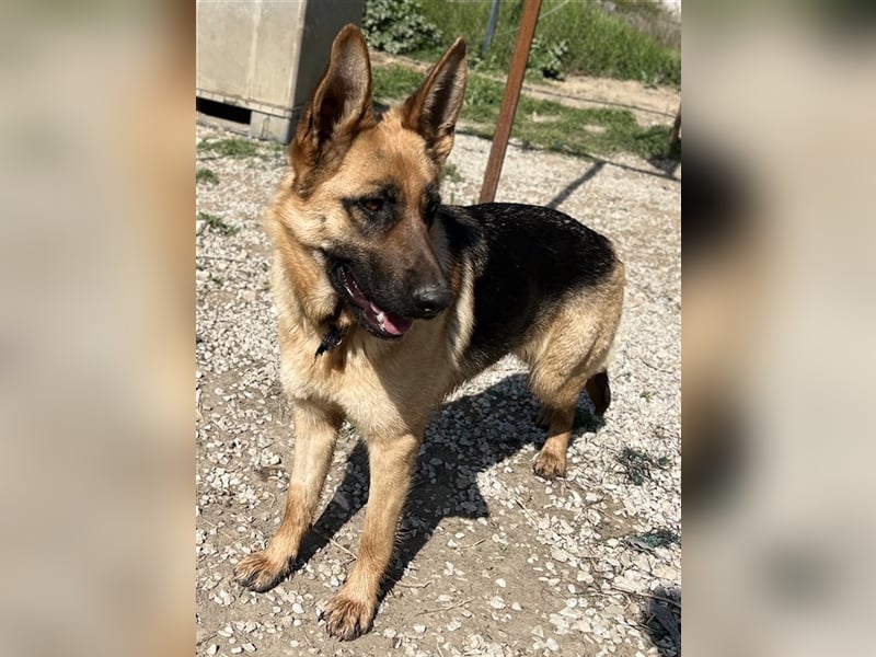 Wilma, geb. ca. 04/2021, lebt in GRIECHENLAND, im städt. Tierheim Serres