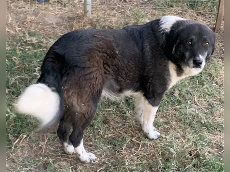 Harwin, geb. ca. 11/2018, lebt in GRIECHENLAND, im städt. Tierheim Serres