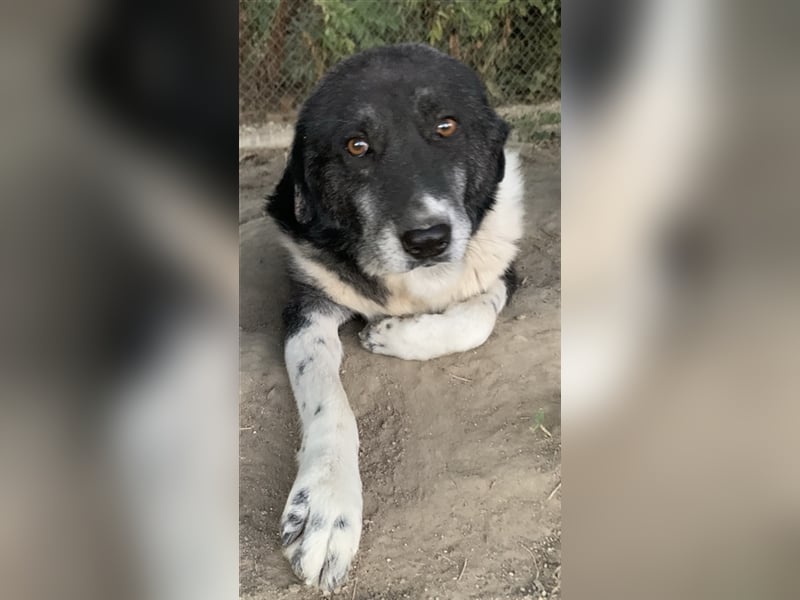 Harwin, geb. ca. 11/2018, lebt in GRIECHENLAND, im städt. Tierheim Serres