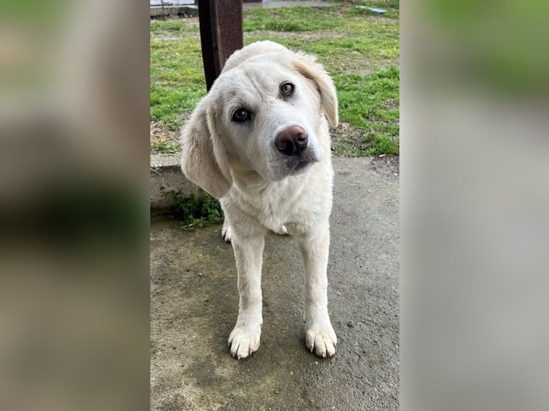 Nox, geb. ca. 10/2024, lebt in GRIECHENLAND, auf einer privaten Pflegestelle