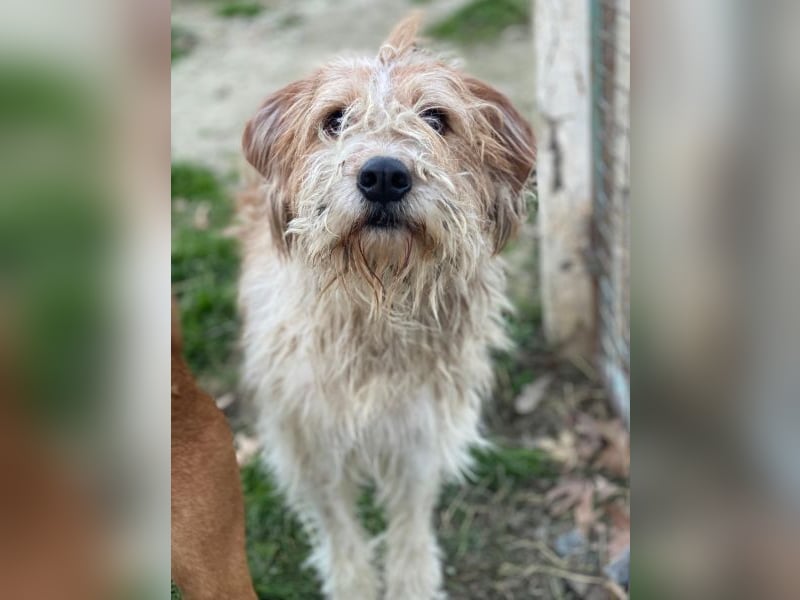 Damian, geb. ca. 01/2023, lebt in GRIECHENLAND, auf einer privaten Pflegestelle