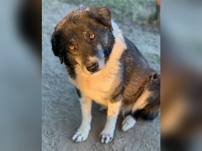 Harwin, geb. ca. 11/2018, lebt in GRIECHENLAND, im städt. Tierheim Serres