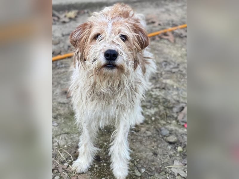 Damian, geb. ca. 01/2023, lebt in GRIECHENLAND, auf einer privaten Pflegestelle