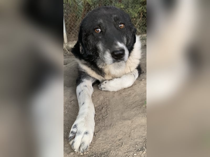 Harwin, geb. ca. 11/2018, lebt in GRIECHENLAND, im städt. Tierheim Serres