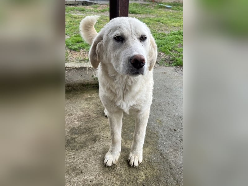 Nox, geb. ca. 10/2024, lebt in GRIECHENLAND, auf einer privaten Pflegestelle