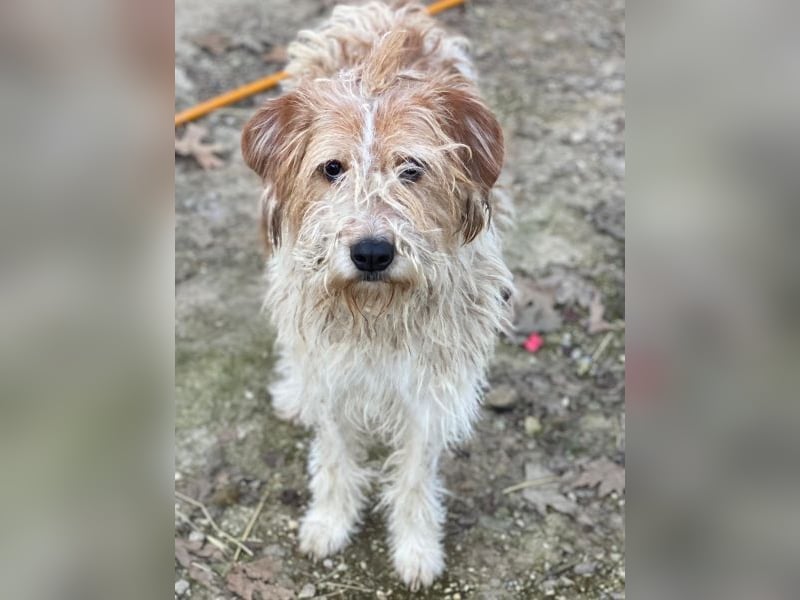 Damian, geb. ca. 01/2023, lebt in GRIECHENLAND, auf einer privaten Pflegestelle