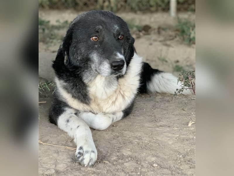 Harwin, geb. ca. 11/2018, lebt in GRIECHENLAND, im städt. Tierheim Serres