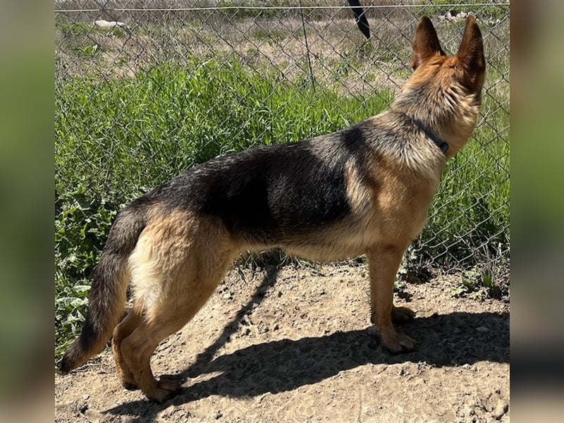 Wilma, geb. ca. 04/2021, lebt in GRIECHENLAND, im städt. Tierheim Serres