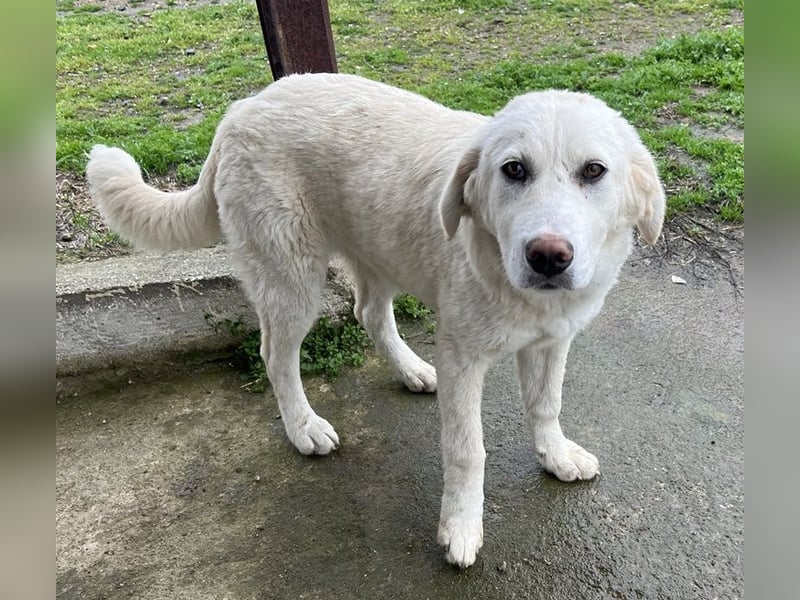 Nox, geb. ca. 10/2024, lebt in GRIECHENLAND, auf einer privaten Pflegestelle