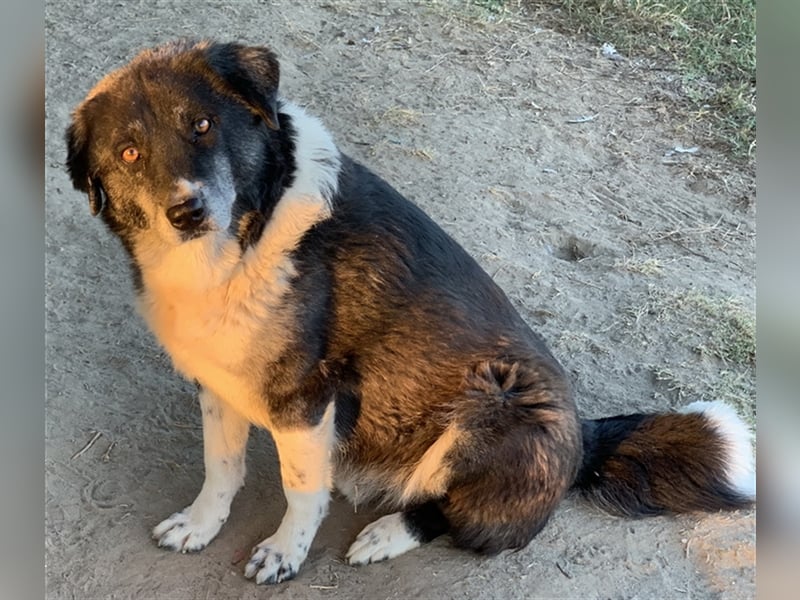 Harwin, geb. ca. 11/2018, lebt in GRIECHENLAND, im städt. Tierheim Serres