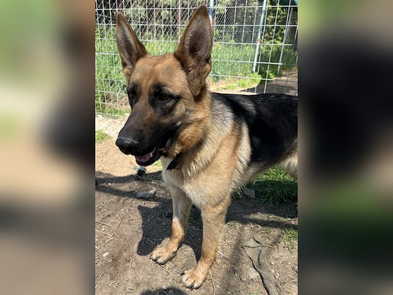 Wilma, geb. ca. 04/2021, lebt in GRIECHENLAND, im städt. Tierheim Serres