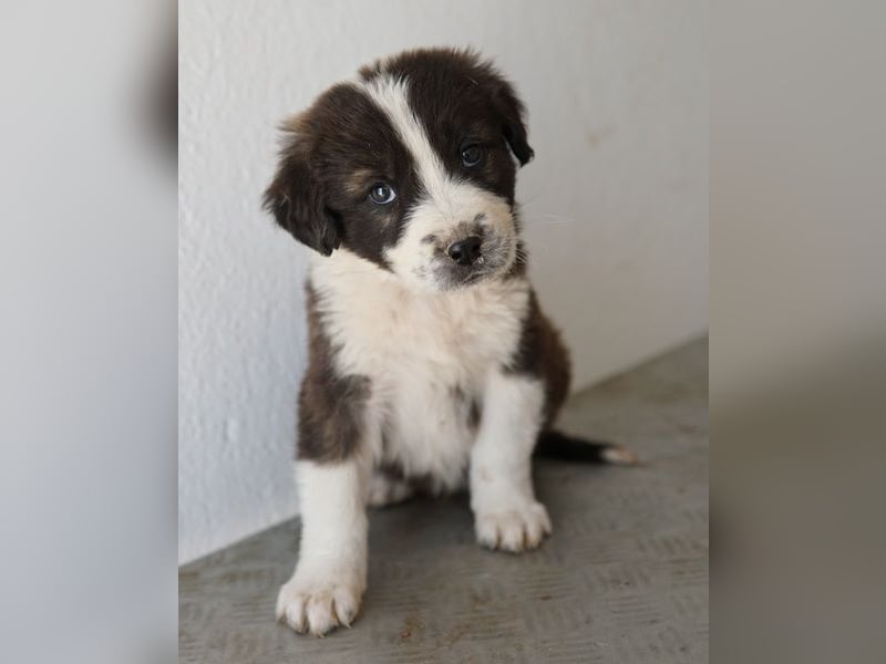 Whisky, geb. ca. 12/2025, lebt in GRIECHENLAND, im städt. Tierheim Serres