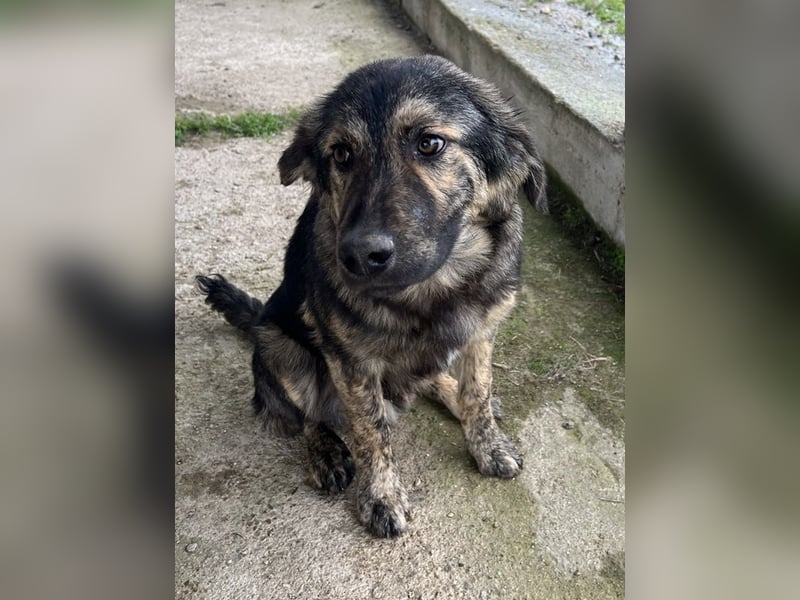 Nevik, geb. ca. 10/2024, lebt in GRIECHENLAND, auf einer privaten Pflegestelle