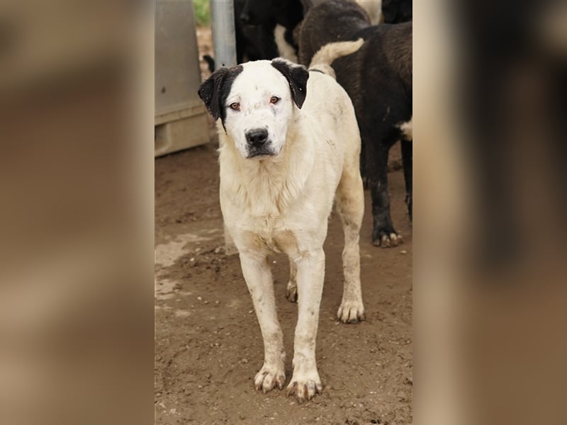 Ronny, geb. ca. 09/2022, lebt in GRIECHENLAND, im städt. Tierheim Serres
