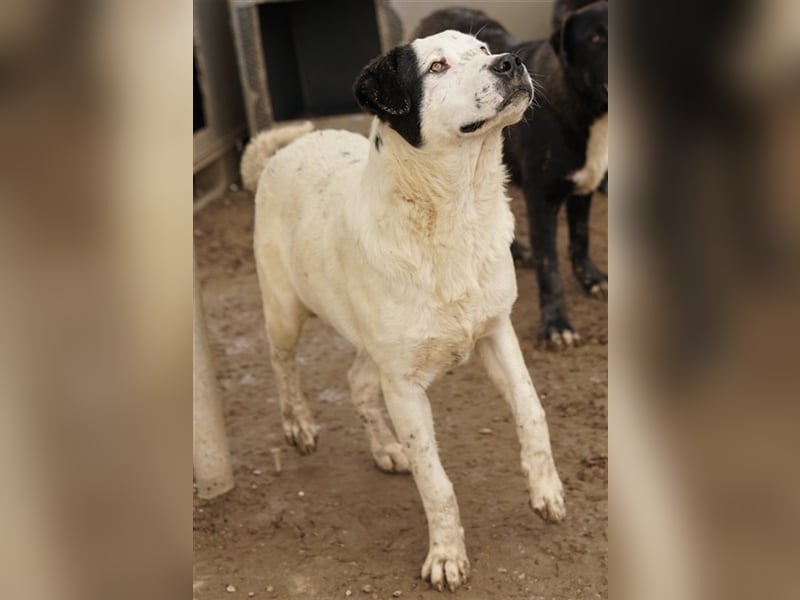Ronny, geb. ca. 09/2022, lebt in GRIECHENLAND, im städt. Tierheim Serres
