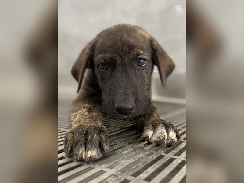 Tywin, geb. ca. 05/2024, lebt in GRIECHENLAND, auf einer privaten Pflegestelle