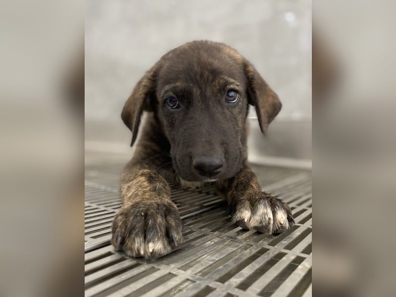 Tywin, geb. ca. 05/2024, lebt in GRIECHENLAND, auf einer privaten Pflegestelle