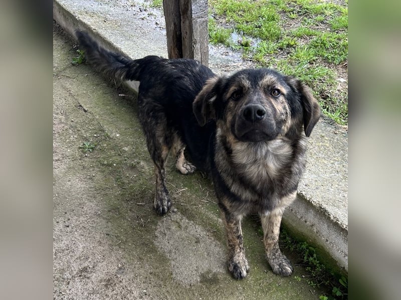 Nevik, geb. ca. 10/2024, lebt in GRIECHENLAND, auf einer privaten Pflegestelle